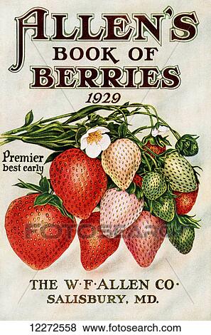 Historic Allen's Book of Berries with illustration of strawberries from 20th century. View Large Photo Image Stock Photo - Historic Allen's Book of Berries with illustration of strawberries from 20th century.. Fotosearch