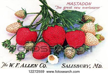 Historic Allen's Book of Berries with illustration of strawberries from 20th century. View Large Photo Image Stock Photo - Historic Allen's Book of Berries with illustration of strawberries from 20th century.. Fotosearch