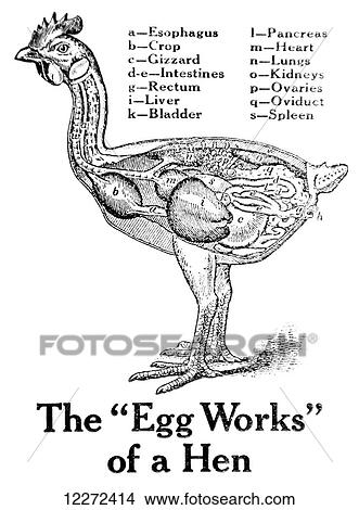 Historic anatomical illustration of a hens organs from the early 20th century View Large Photo Image Picture - Historic anatomical illustration of a hens organs from the early 20th century. Fotosearch