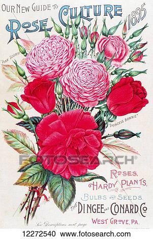 Historic Dingee and Conard Co. rose bulb and seed catalog from 19th century. View Large Photo Image Stock Image - Historic Dingee and Conard Co. rose bulb and seed catalog from 19th century.. Fotosearch