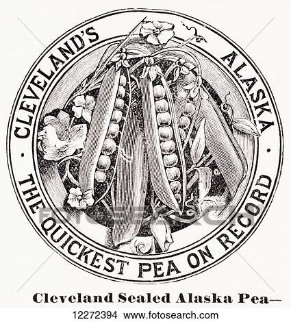 Historic graphic illustration of peas from 20th century. View Large Photo Image Picture - Historic graphic illustration of peas from 20th century.. Fotosearch