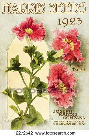 Stock Image - Historic Harris Seeds catalog with illustration of Triumph Petunia flower from 20th century.. Fotosearch