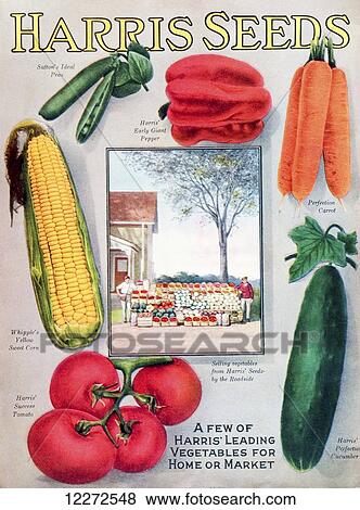 Historic Harris seeds catalog with illustration of vegetables from 20th century. View Large Photo Image Stock Photo - Historic Harris seeds catalog with illustration of vegetables from 20th century.. Fotosearch