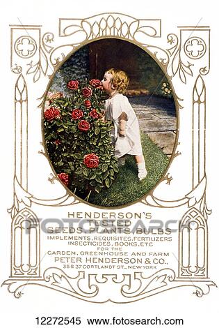 Historic Henderson's seed catalog with illustration of child smelling roses from 20th century. View Large Photo Image Stock Photography - Historic Henderson's seed catalog with illustration of child smelling roses from 20th century.. Fotosearch