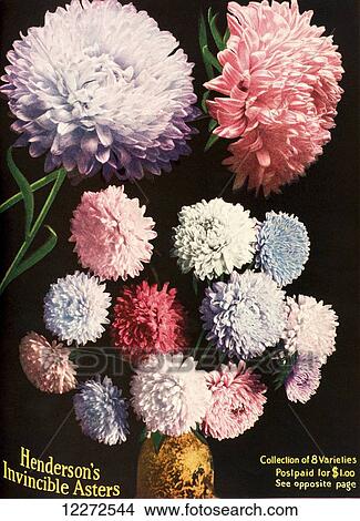 Historic illustration of Henderson's Aster flowers from seed catalog from the 20th century. View Large Photo Image Picture - Historic illustration of Henderson's Aster flowers from seed catalog from the 20th century.. Fotosearch