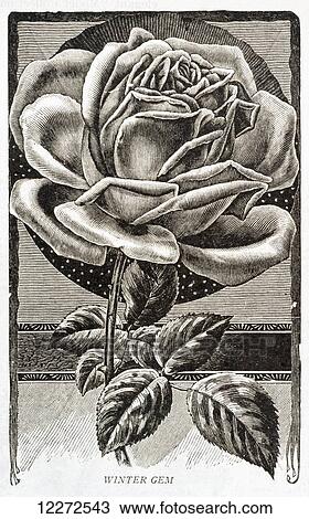 Historic illustration of Winter Gem Rose from 20th century. View Large Photo Image Stock Image - Historic illustration of Winter Gem Rose from 20th century.. Fotosearch