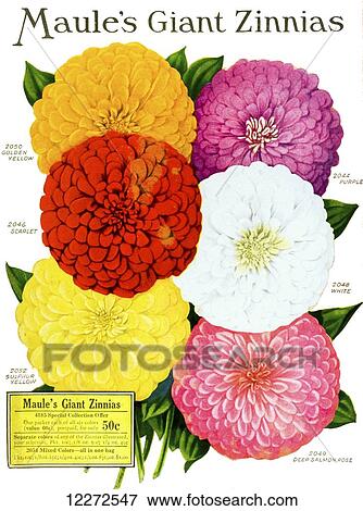 Stock Photo - Historic Maule's seed catalog with illustration of giant Zinnnias flower from 20th century.. Fotosearch