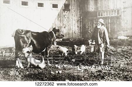 Stock Image - Historic photograph of piglet nursing from cow from 19th century.. Fotosearch