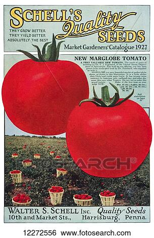Stock Photograph - Historic Schell's seed catalog with illustration of Marglobe tomato from 20th century.. Fotosearch