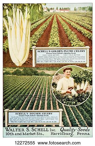 Stock Photography - Historic Walter S. Schell seed catalog from 20th century.. Fotosearch