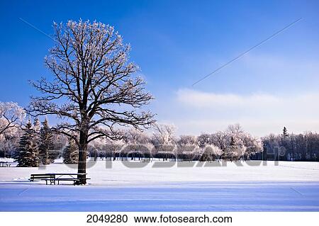 Stock Image - Hoar Frost On Trees, Assiniboine Park, Winnipeg, Manitoba. Fotosearch