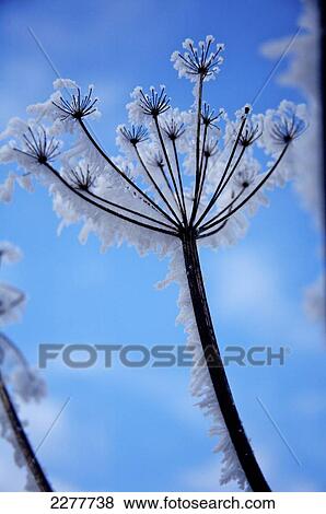 Hoar frost on umbelliferous plant; England View Large Photo Image Stock Photo - Hoar frost on umbelliferous plant; England. Fotosearch