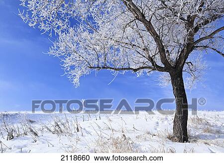 Stock Image - Hoarfrost On Tree; Winnipeg Manitoba Canada. Fotosearch