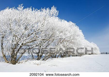 Hoarfrost On Trees In A Shelterbelt; Oakbank Manitoba Canada View Large Photo Image Picture - Hoarfrost On Trees In A Shelterbelt; Oakbank Manitoba Canada. Fotosearch