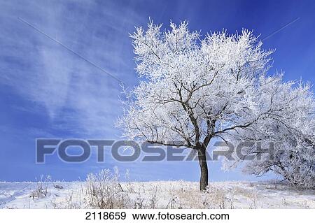Stock Photo - Hoarfrost On Trees; Winnipeg Manitoba Canada. Fotosearch