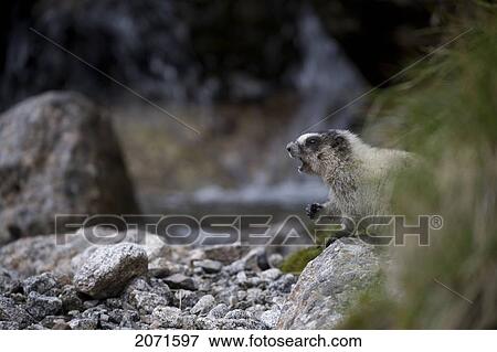 Hoary Marmot In The Cirque Of Unclimbables, Nahanni National Park, Northwest Territories View Large Photo Image Stock Photo - Hoary Marmot In The Cirque Of Unclimbables, Nahanni National Park, Northwest Territories. Fotosearch