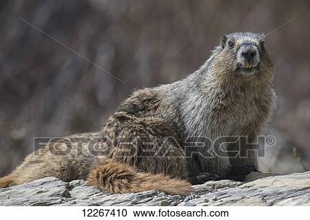 Stock Image - Hoary marmot (Marmota caligata), Yoho National Park; British Columbia, Canada. Fotosearch