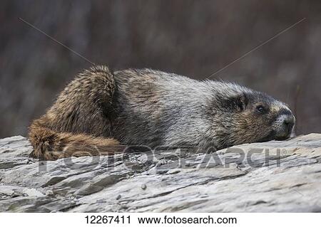 Hoary marmot (Marmota caligata), Yoho National Park; British Columbia, Canada View Large Photo Image Stock Image - Hoary marmot (Marmota caligata), Yoho National Park; British Columbia, Canada. Fotosearch