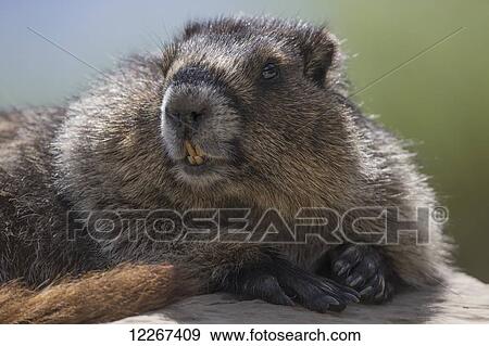 Stock Photo - Hoary marmot (Marmota caligata), Yoho National Park; British Columbia, Canada. Fotosearch