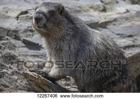 Stock Photograph - Hoary marmot (Marmota caligata), Yoho National Park; British Columbia, Canada. Fotosearch