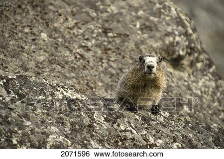 Hoary Marmot On A Lichen Covered Rock In The Cirque Of Unclimables, Nahanni National Park, Northwest Territories View Large Photo Image Stock Photograph - Hoary Marmot On A Lichen Covered Rock In The Cirque Of Unclimables, Nahanni National Park, Northwest Territories. Fotosearch