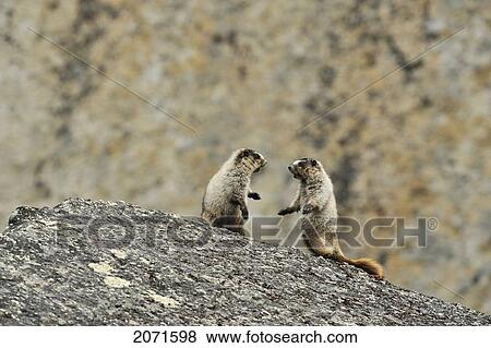 Hoary Marmots In The Cirque Of Unclimables, Nahanni National Park, Northwest Territories View Large Photo Image Stock Photo - Hoary Marmots In The Cirque Of Unclimables, Nahanni National Park, Northwest Territories. Fotosearch