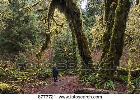 Hoh rainforest, Olympic National Park; Washington, United States of America View Large Photo Image Stock Image - Hoh rainforest, Olympic National Park; Washington, United States of America. Fotosearch