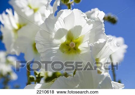 Stock Photo - Hollyhock flowers growing in towns and villages on Ile de Re, France. Fotosearch