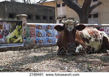 Stock Image - Holy Cow In Front Of Bollywood Posters In Mysore, Karnataka, India. Fotosearch