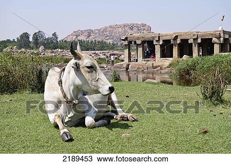 Holy Cow Outside Temple On The Tungabhadra River In Hampi. Hanuman Temple On Top Of Anjaneya Hill In Background, Karnataka, India View Large Photo Image Stock Image - Holy Cow Outside Temple On The Tungabhadra River In Hampi. Hanuman Temple On Top Of Anjaneya Hill In Background, Karnataka, India. Fotosearch