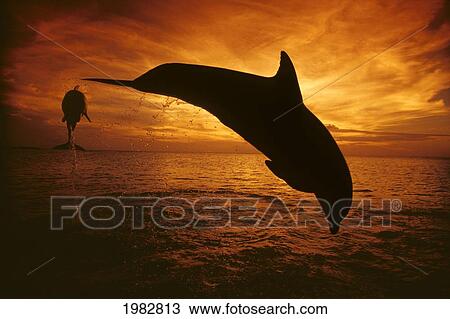 Stock Image - Honduras, Roatan, A Pair Of Atlantic Bottlenose Dolphin (Tursiops Truncatus) Leap Into A Caribbean Sunset.. Fotosearch