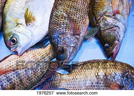 Stock Photo - Hong Kong, Central (Soho) Grouper For Sale At The Graham Street Wet Market.. Fotosearch