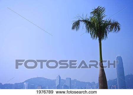 Stock Photo - Hong Kong, Kowloon, Palm Tree With Skyline In The Background Across Is Victoria Harbour.. Fotosearch