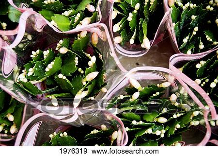 Hong Kong, Mong Kok K, Pink Rose Buds As Found At Yuen Po Flower Street Market. View Large Photo Image Stock Photo - Hong Kong, Mong Kok K, Pink Rose Buds As Found At Yuen Po Flower Street Market.. Fotosearch