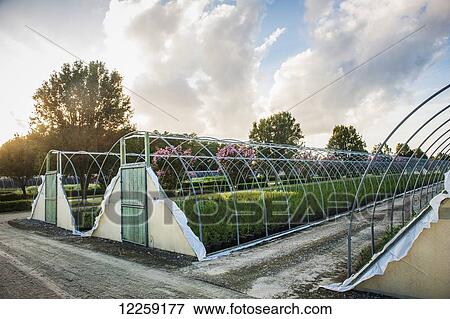 Stock Photo - Hoop houses; Salisbury, Maryland, United States of America. Fotosearch
