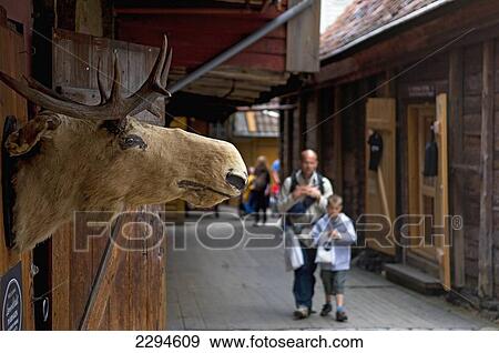 Stock Photo - Hordaland. Norway, Stuffed moosehead at historic warehouses on Bryggen Wharf; Bergen. Fotosearch