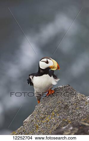 Picture - Horned puffin (Fratercula corniculata) standing on ledge of lichen-covered boulder, feathers blowing in the wind, Walrus Islands State Game Sanctuary, Round Island, Bristol Bay, Southwestern Alaska. Fotosearch