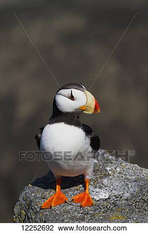 Stock Image - Horned puffin (Fratercula corniculata) standing on ledge of lichen-covered boulder, ocean in background, Walrus Islands State Game Sanctuary, Round Island, Bristol Bay, Southwestern Alaska. Fotosearch