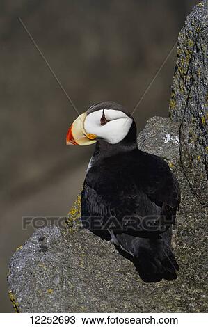 Horned puffin (Fratercula corniculata) standing on ledge of lichen-covered boulder, ocean in background, Walrus Islands State Game Sanctuary, Round Island, Bristol Bay, Southwestern Alaska View Large Photo Image Stock Image - Horned puffin (Fratercula corniculata) standing on ledge of lichen-covered boulder, ocean in background, Walrus Islands State Game Sanctuary, Round Island, Bristol Bay, Southwestern Alaska. Fotosearch
