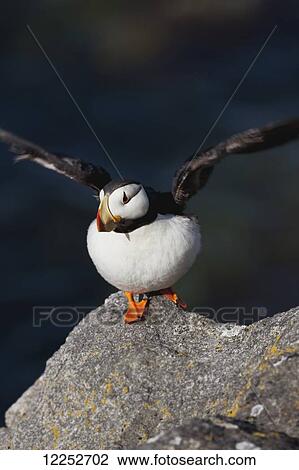Stock Image - Horned puffin (Fratercula corniculata) standing on lichen-covered boulder flapping wings, Walrus Islands State Game Sanctuary, Round Island, Bristol Bay, Southwestern Alaska. Fotosearch