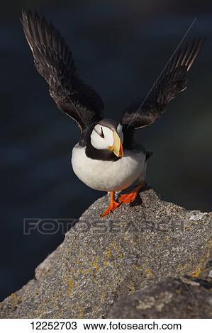 Horned puffin (Fratercula corniculata) standing on lichen-covered boulder flapping wings, Walrus Islands State Game Sanctuary, Round Island, Bristol Bay, Southwestern Alaska View Large Photo Image Stock Image - Horned puffin (Fratercula corniculata) standing on lichen-covered boulder flapping wings, Walrus Islands State Game Sanctuary, Round Island, Bristol Bay, Southwestern Alaska. Fotosearch