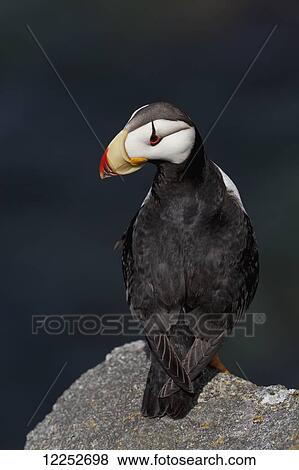 Stock Photo - Horned puffin (Fratercula corniculata) standing on ledge of lichen-covered boulder, ocean in background, Walrus Islands State Game Sanctuary, Round Island, Bristol Bay, Southwestern Alaska. Fotosearch