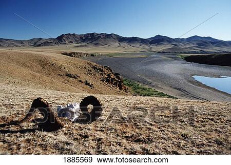 Stock Photo - Horns And Skull. Fotosearch