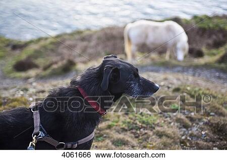 Horse and long-haired lurcher dog on the Pembrokeshire Coast Path; Pembrokeshire, Wales View Large Photo Image Stock Photograph - Horse and long-haired lurcher dog on the Pembrokeshire Coast Path; Pembrokeshire, Wales. Fotosearch