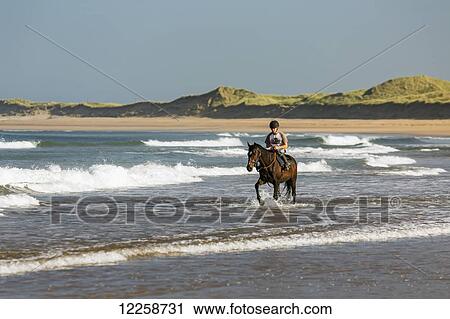 Stock Image - Horse and rider on beach with grassy sand dunes and blue sky; Count Clare, Ireland. Fotosearch