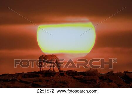 Horse at sunset on hilltop; New Mexico, United States of America View Large Photo Image Stock Image - Horse at sunset on hilltop; New Mexico, United States of America. Fotosearch