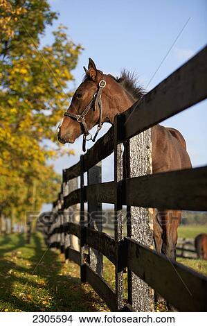 Picture - Horse By Farm Fence In Autumn; Caledon Ontario Canada. Fotosearch