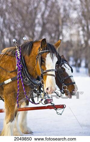 Stock Image - Horse Drawn Carriage, Festival Du Voyageur, St. Boniface, Winnipeg, Manitoba. Fotosearch