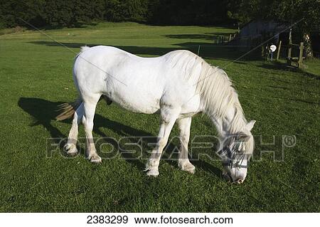 Horse grazing at sundown near Uley village in the Cotswolds, on the famous National Trail 100 mile Cotswold Way trail; Gloucestershire, England View Large Photo Image Stock Photo - Horse grazing at sundown near Uley village in the Cotswolds, on the famous National Trail 100 mile Cotswold Way trail; Gloucestershire, England. Fotosearch