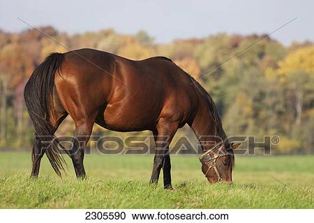 Stock Image - Horse Grazing In Farm Field In Autumn; Caledon Ontario Canada. Fotosearch